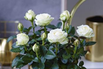 Trandafir de interior: îngrijire la domiciliu și metode de înmulțire Flori de trandafir de acasă cum să îngrijești
