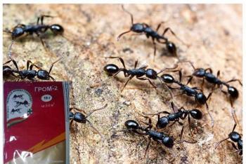 Cum să scapi pentru totdeauna de furnicile din grădină